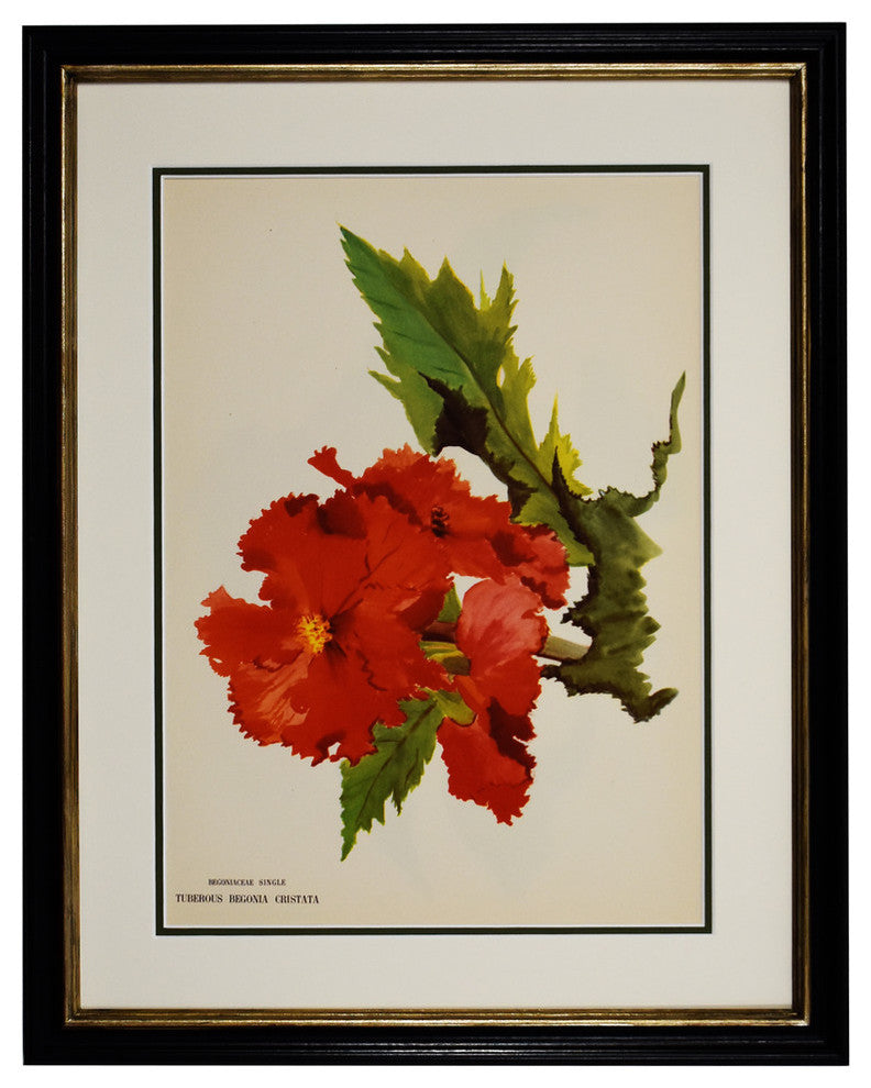 Original Vintage Paris Begonia Flower Framed Print
