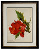 Original Vintage Paris Begonia Flower Framed Print