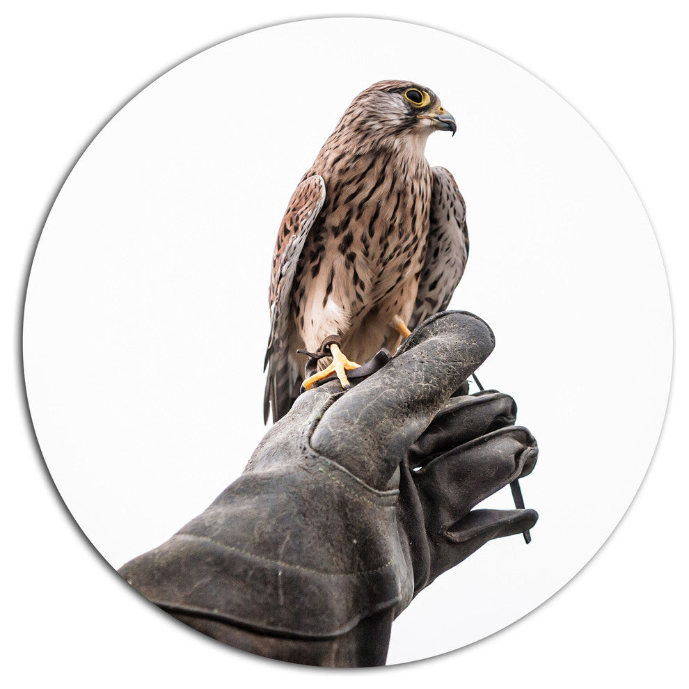 Kestrel Sitting On Falconer Hand, Animal Round Wall Art, 23"