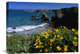 "California Poppies On Cliff, Jughandle State Reserve, California" Artwork