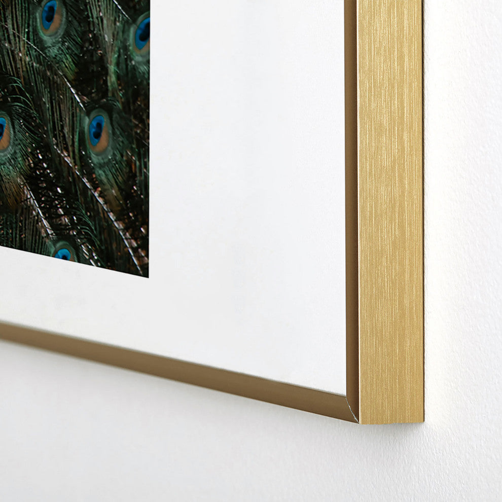Ingrid Beddoes Peacock and proud IV Metal Framed Art Print