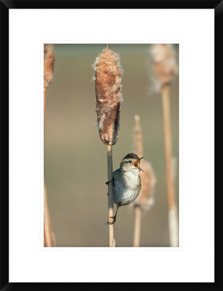 Marsh Wren Singing While Perching On A Common Cattail, North America, 18"x24"