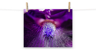 Eye of Iris Nature Photography, Floral Unframed Wall Art Print, 11" X 14"