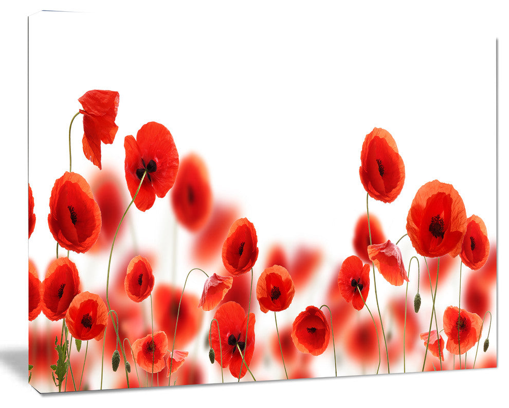 Lovely Poppy Flowers on White, Floral Canvas Art Print, 40"x30"