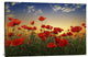 "Poppies" Stretched Canvas Giclee by Tais, 36x24"