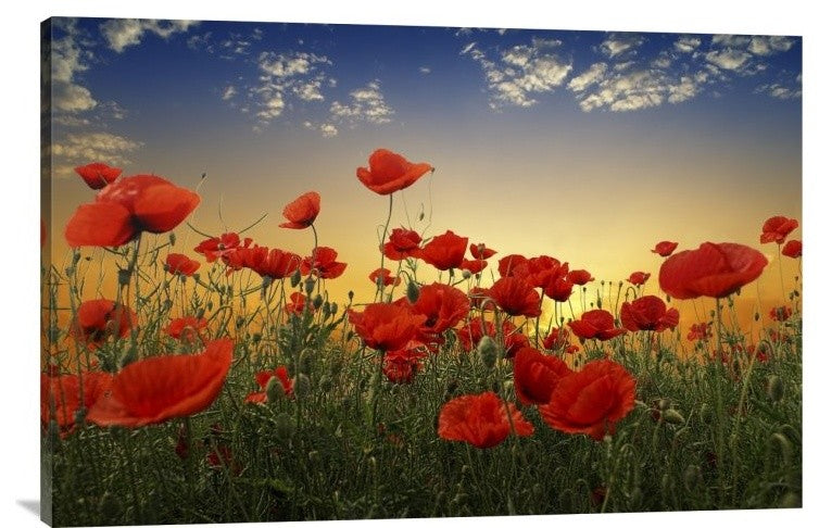 "Poppies" Stretched Canvas Giclee by Tais, 36x24"