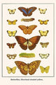 Butterflies, Moorland Clouded Yellow, - Fine Art Giclee Print 24" x 36"