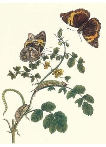 Coffee with Split-Banded Owlet Butterfly- Fine Art Giclee Print 24" x 36"