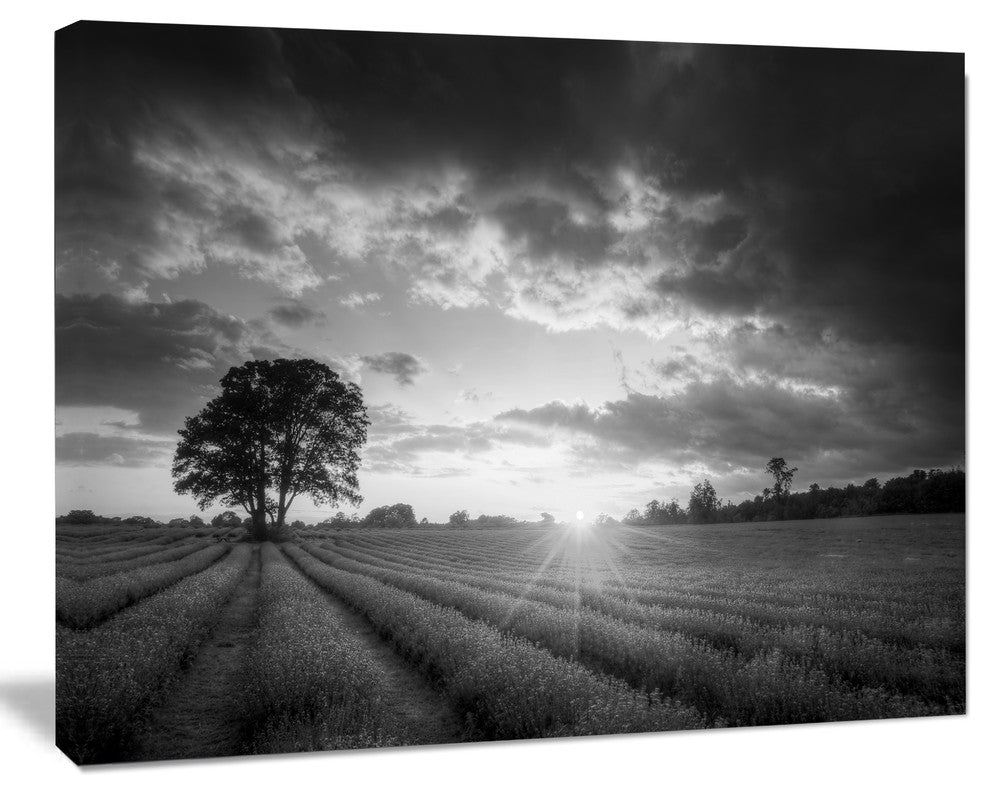 Vibrant Black White Lavender Field, Extra Large Landscape Canvas Art, 20"x12"