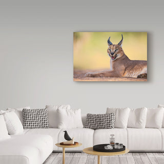 Hillebrand Breuker 'Caracal On Green' Canvas Art, 47"x30"