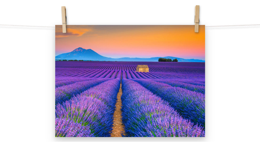 Blooming Lavender Field and Sunset Landscape Photo Unframed Wall Art Prints, 12" X 16"