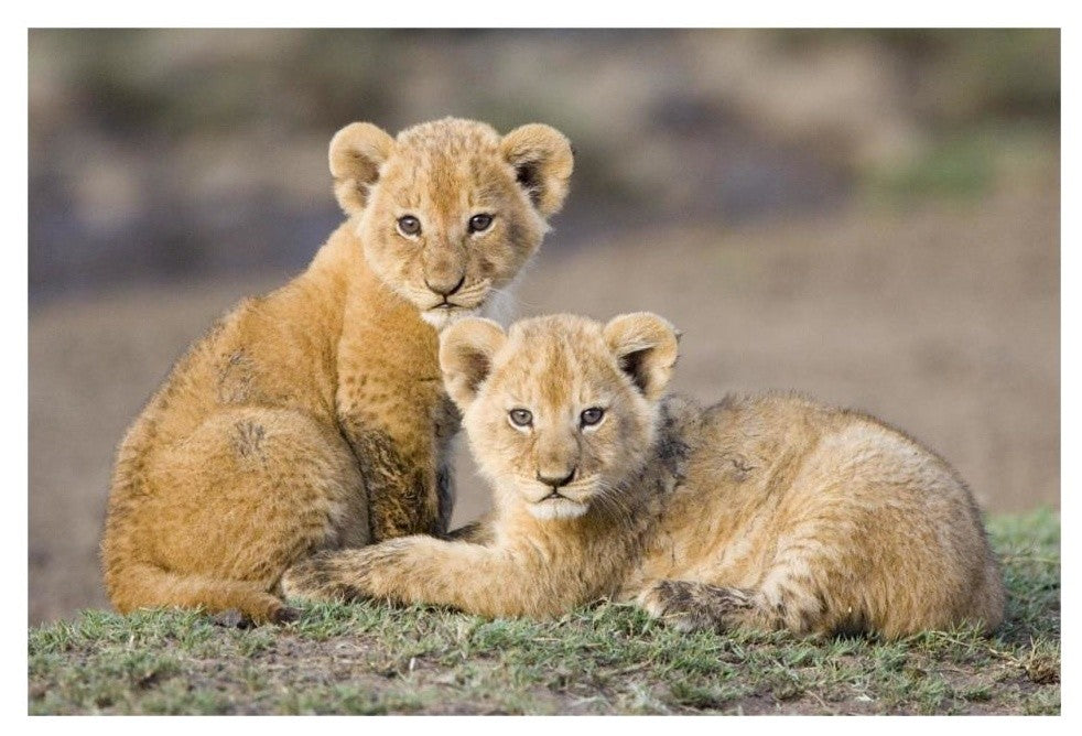 "African Lion cubs, vulnerable, Masai Mara National Reserve" Paper Art, 32"x22"