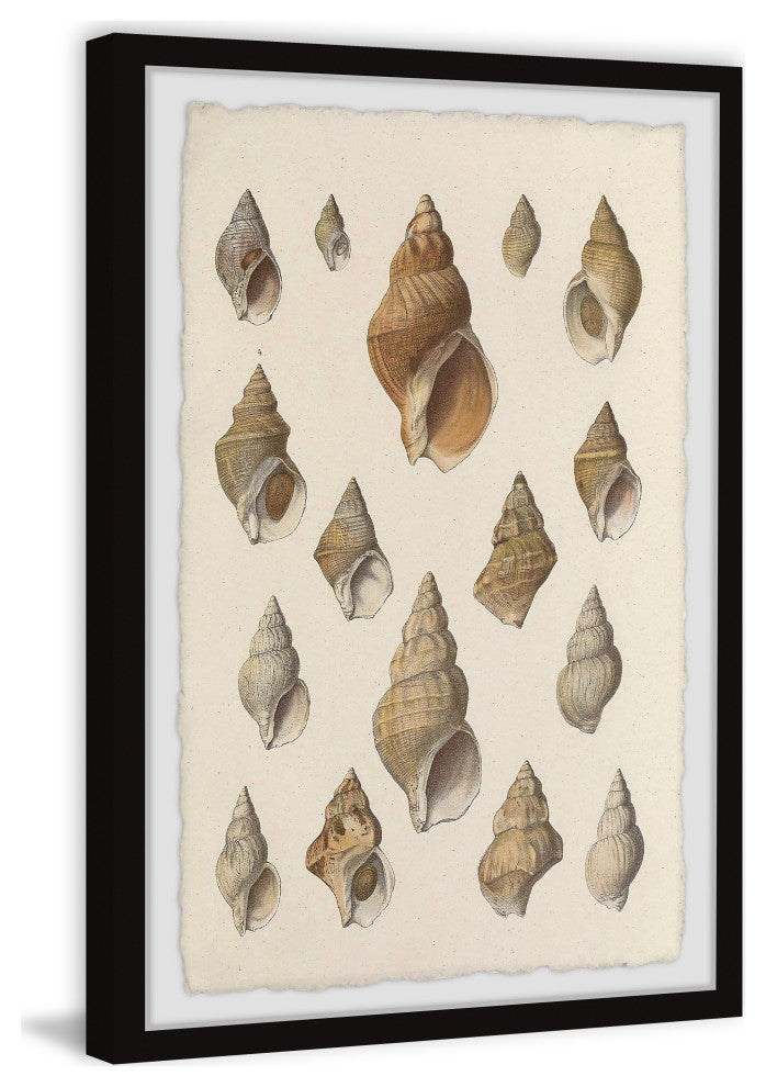 "Handful of Shells" Framed Painting Print, 30x45