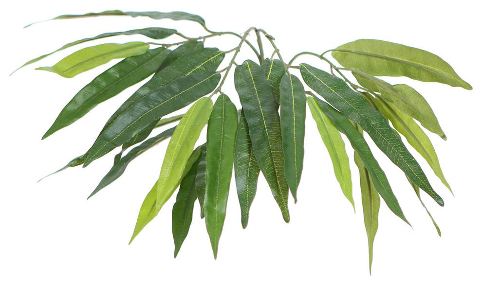 4' Mango Bush