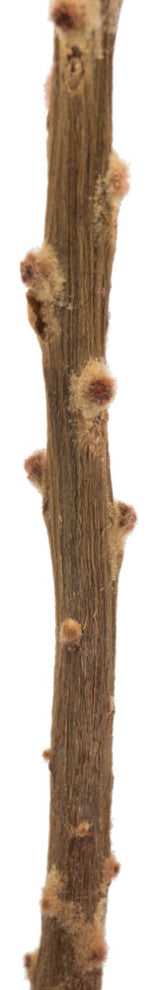 Vickerman 12" Natural Baxteri, Banksia Flower With Stem, Dried