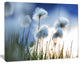 Beautiful Polar White Flowers, Floral Canvas Art Print, 60"x28"