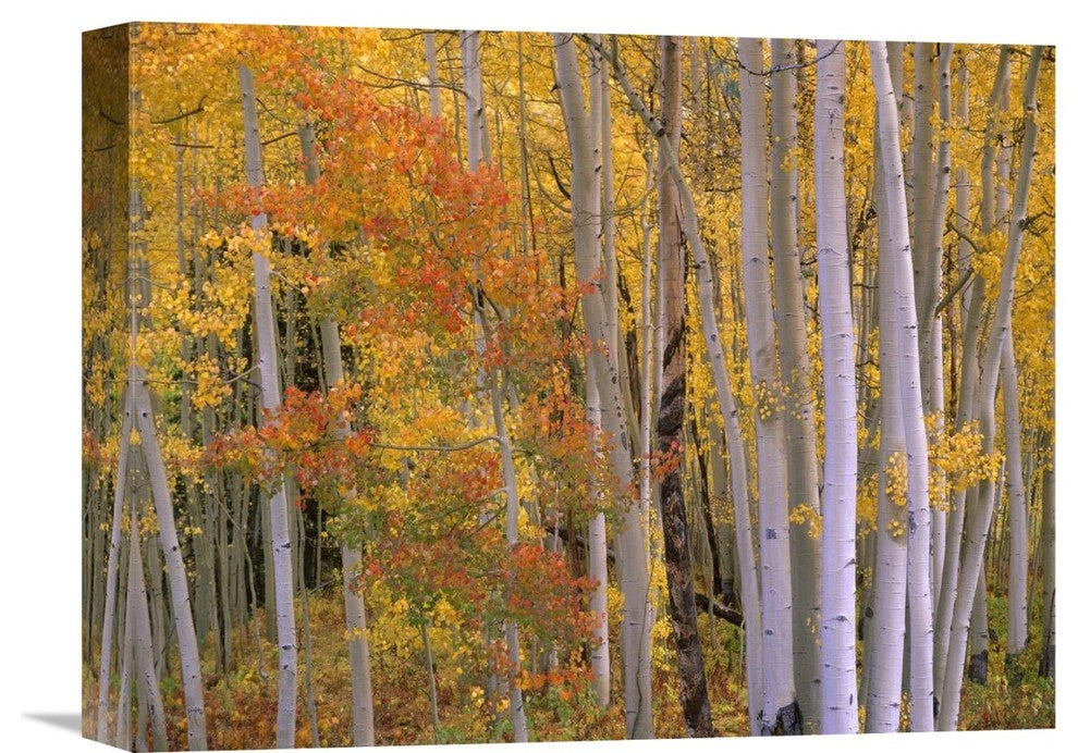 "Aspens at Independence Pass, Colorado" Canvas Giclee by Tim Fitzharris, 16"x12"