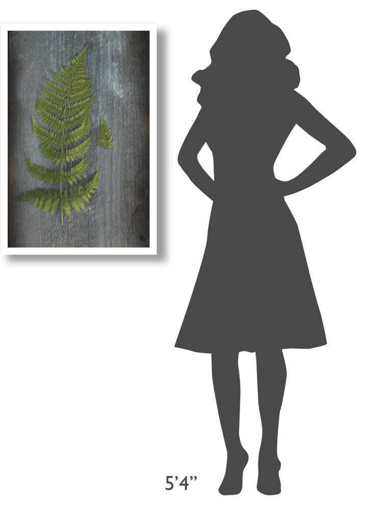 "Woodland Fern V" Digital Paper Print by Sue Schlabach, 22"x32"