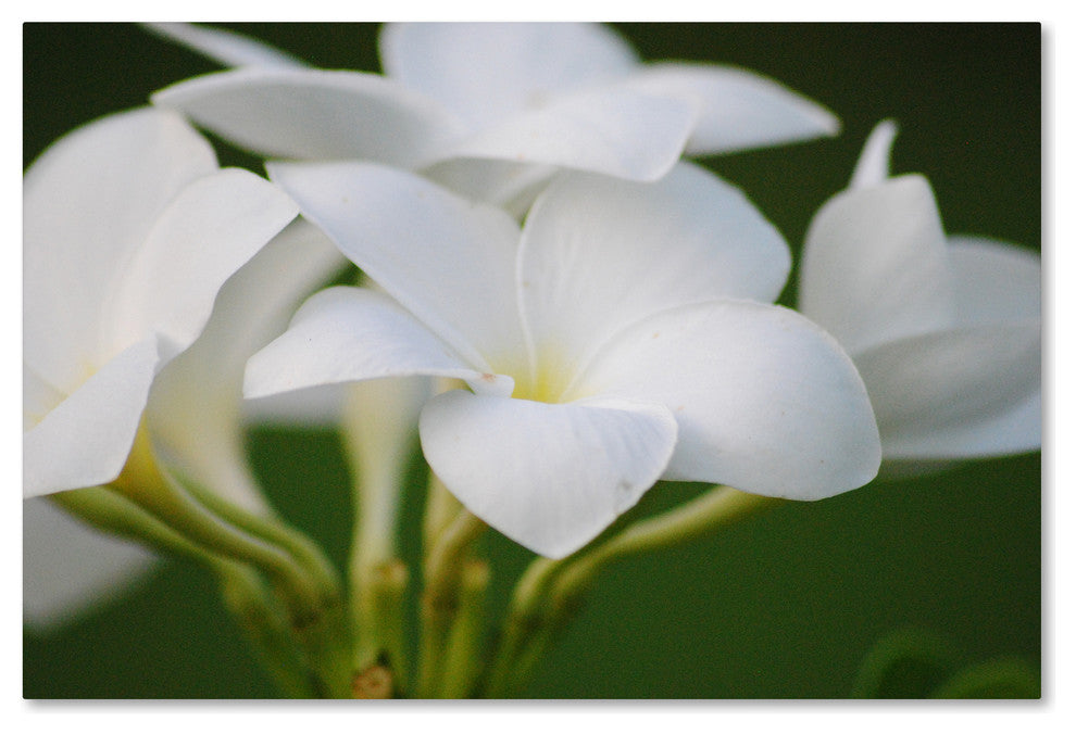 'Picture Perfect' Canvas Art by Monica Mize