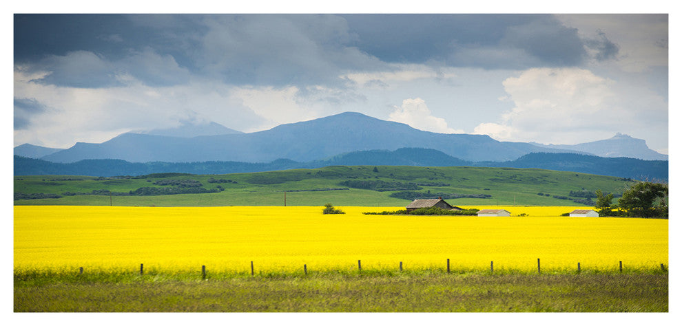Farm House in Field Of Canola, Landscape Canvas Art Print, 60"x28"