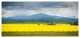 Farm House in Field Of Canola, Landscape Canvas Art Print, 60"x28"
