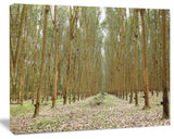 Rubber Trees Row in Thailand, Modern Forest Canvas Art, 60"x28"