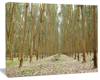 Rubber Trees Row in Thailand, Modern Forest Canvas Art, 60"x28"