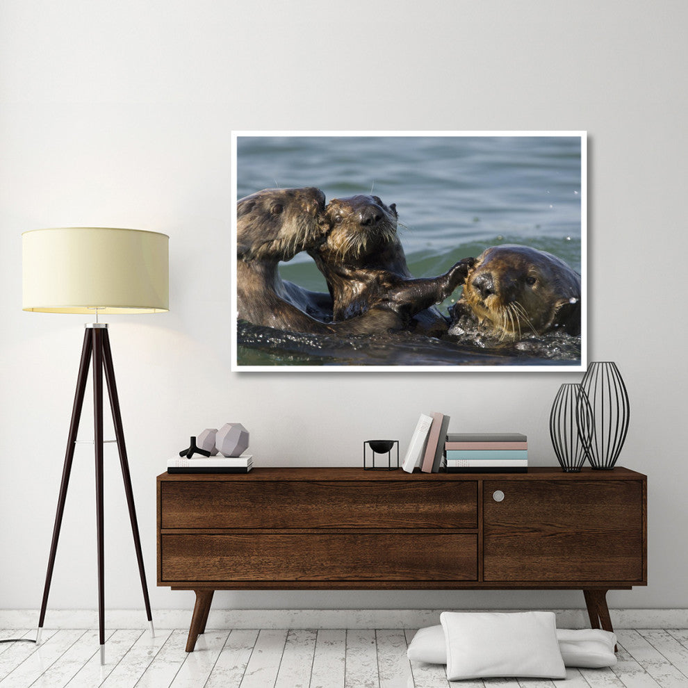 "Sea Otter male chasing mother with pup, Monterey Bay" Paper Art, 62"x42"