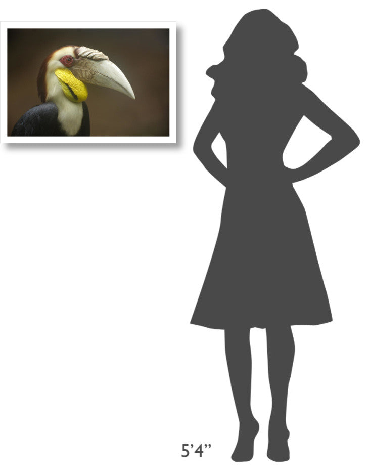 "Wreathed Hornbill male, Malaysia" Paper Print by Tim Fitzharris, 26"x18"