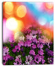 Purple Flowers on Colorful Background, Large Flower Canvas Wall Art, 12"x20"