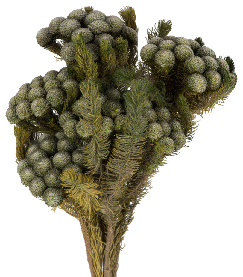 Vickerman H1Bru000 12-16" Natural Green Brunia, 4 Oz Bundle, Preserved