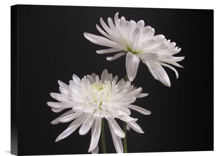 "Simple Beauty" Stretched Canvas Giclee by Kelly Holm, 16"x12"