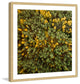 "Yellow and Green Trees" Framed Print by Karolis Janulis