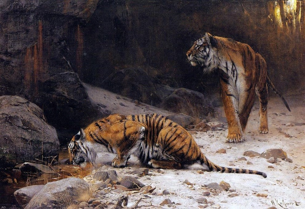Wilhelm Kuhnert Tigers at a Drinking Pool - 18" x 27" Premium Canvas Print