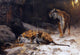 Wilhelm Kuhnert Tigers at a Drinking Pool - 18" x 27" Premium Canvas Print