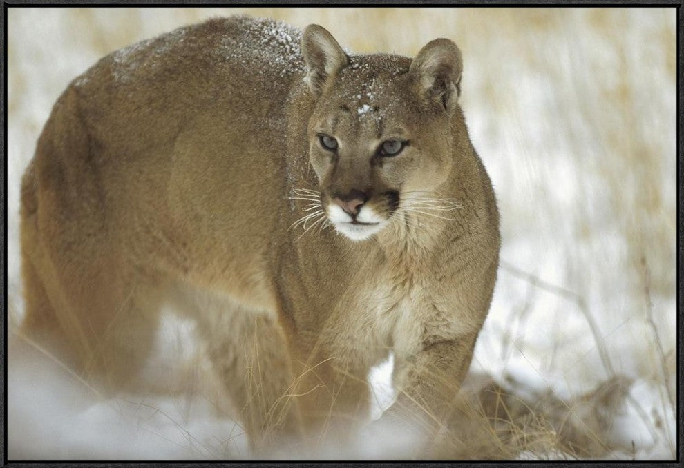 "Mountain Lion portrait in winter, Montana"  by Tim Fitzharris, 37x25"