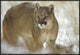 "Mountain Lion portrait in winter, Montana"  by Tim Fitzharris, 37x25"
