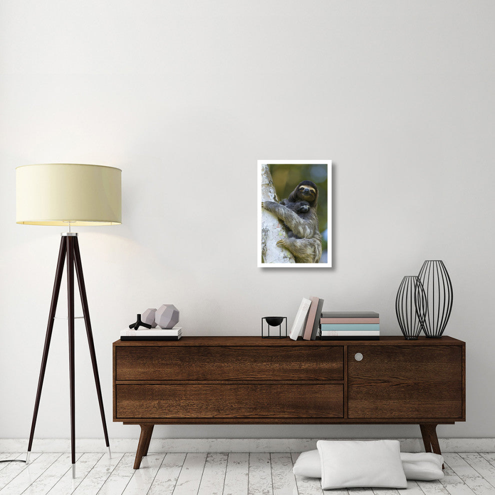 "Brown-throated 3-toed Sloth, baby, Aviarios Sloth Sanctuary" Paper Art, 18"x26"