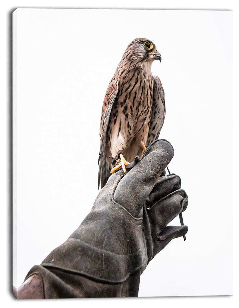 Kestrel Sitting on Falconer Hand, Abstract Canvas Art Print, 28"x60"
