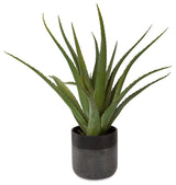 Tucson Aloe Planter