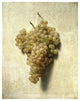 "White Grapes (Raisons Blancs)" Print by Louis Leopold Boilly, 33"x42"