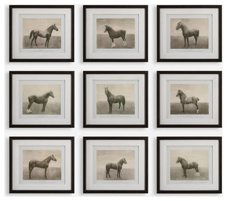 Uttermost - 32343 - Framed Prints, S/9 - Equine Dynasty - Dark Walnut