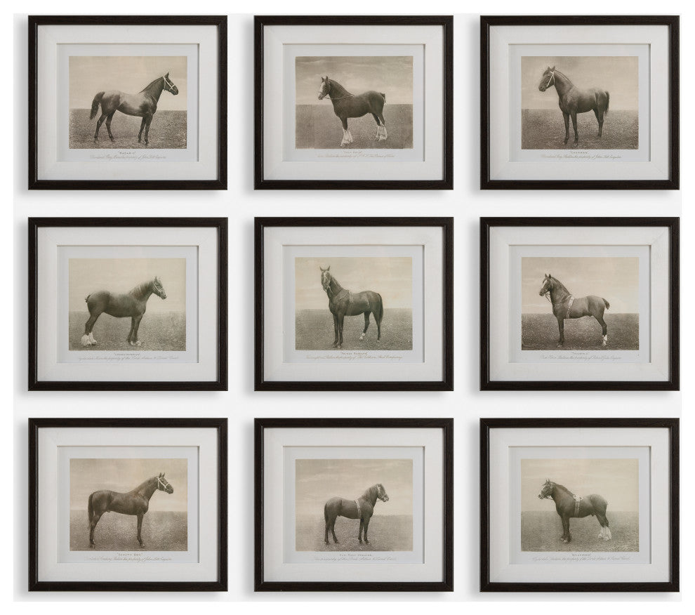Uttermost - 32343 - Framed Prints, S/9 - Equine Dynasty - Dark Walnut