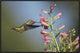 Broad-Tailed Hummingbird Juvenile Feeding On Flowers, New Mexico, 30"x20"