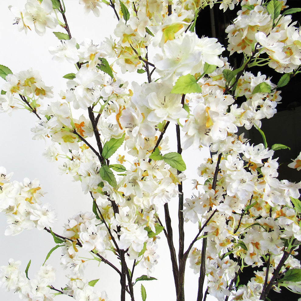 Close-up of blossoms on white background (alternate white close).