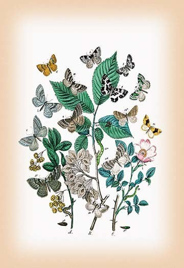 "Moths", 12"x18", Paper Poster
