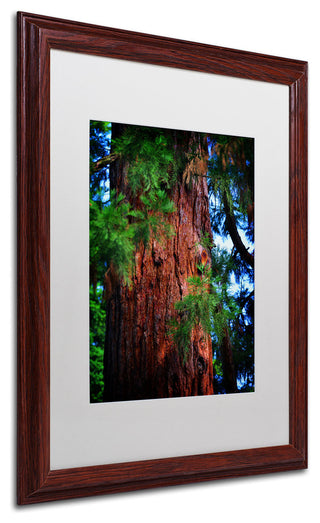 'Giant Sequoia' Matted Framed Canvas Art by Philippe Sainte-Laudy