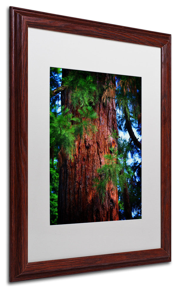 'Giant Sequoia' Matted Framed Canvas Art by Philippe Sainte-Laudy