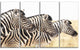 Zebras in A Row in Grassland, African Wall Art Print, 48"x28", 4 Panels
