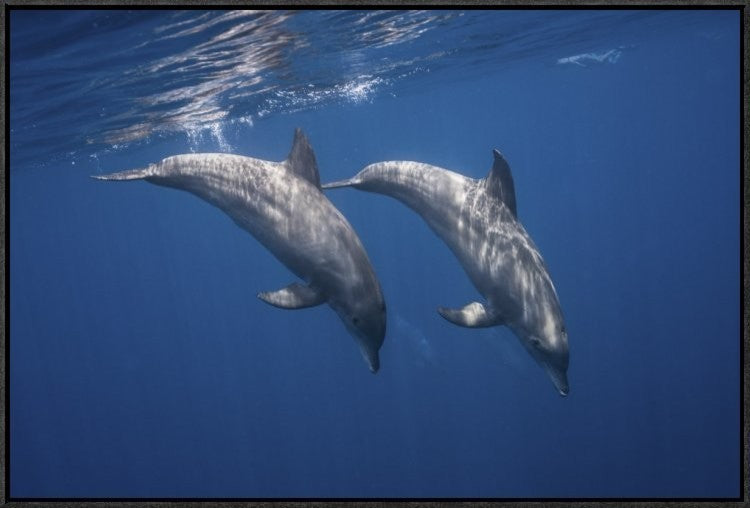 Two Bottlenose Dolphins, 30"x20"